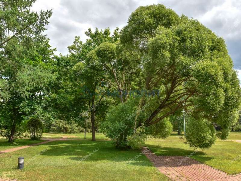 земельный участок 2 198 соток Лесная улица село Останкино